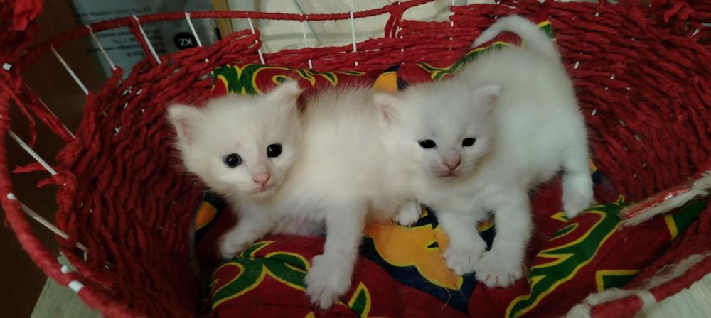 Продам прекрасных котят девочек