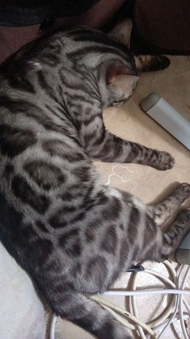 Продажа кота бенгала