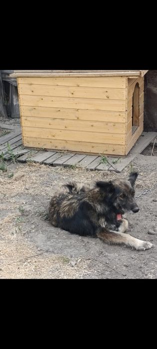 Собака бесплатно