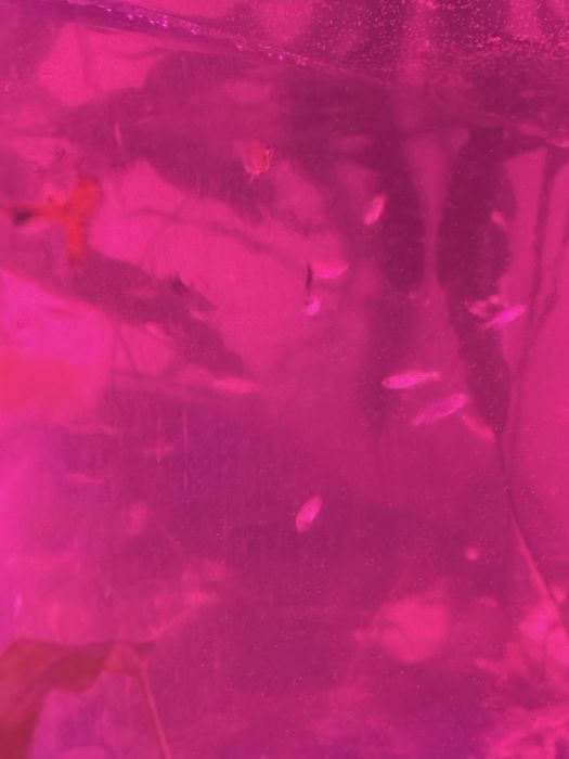 Продам гуппи  продам