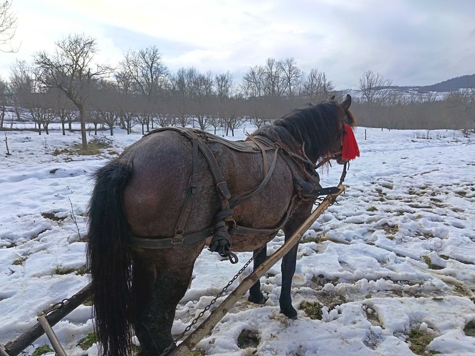 Vând iapă de 4 ani