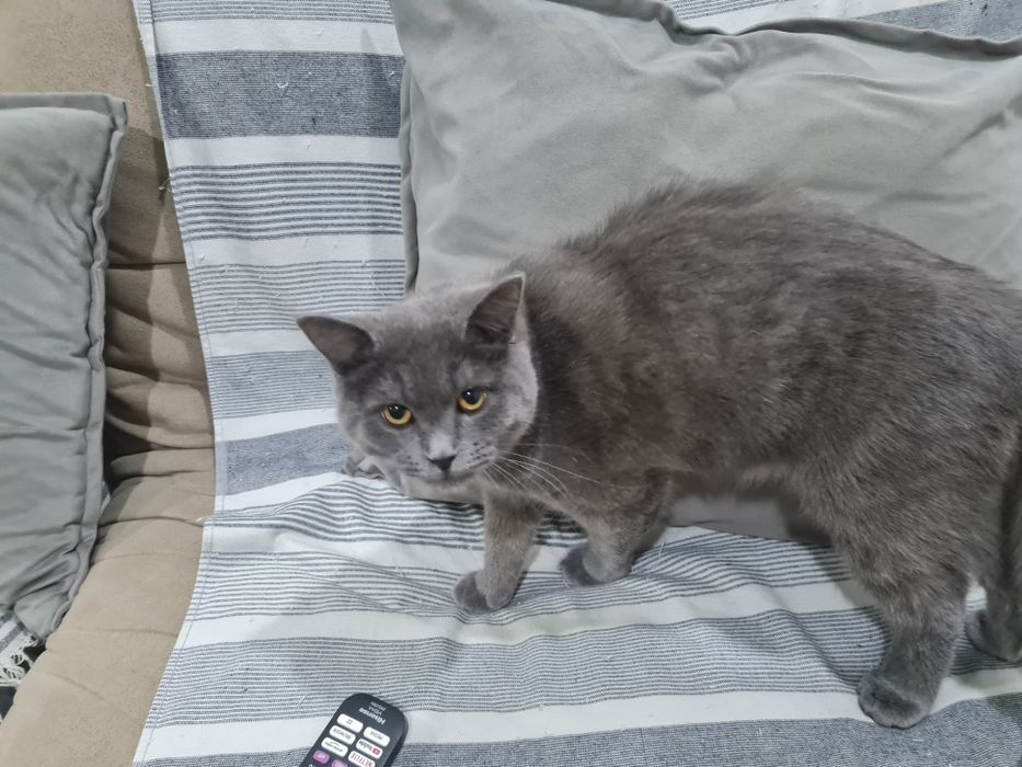 Britanskiy Skotish вяска qilishga