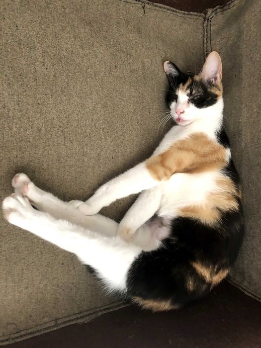 Pisici de pe strada pentru adoptie (sterilizate vaccinate)