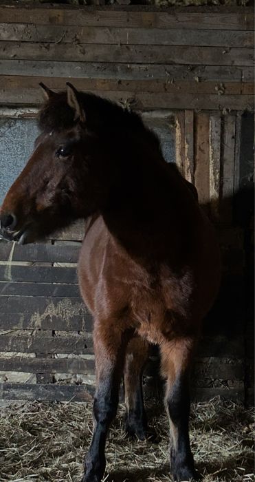 Кобыла Байталка 4 года