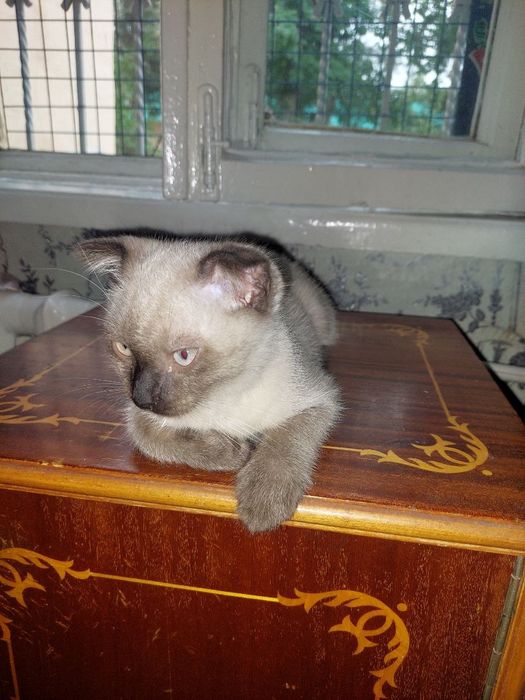 Животные. Котёнок