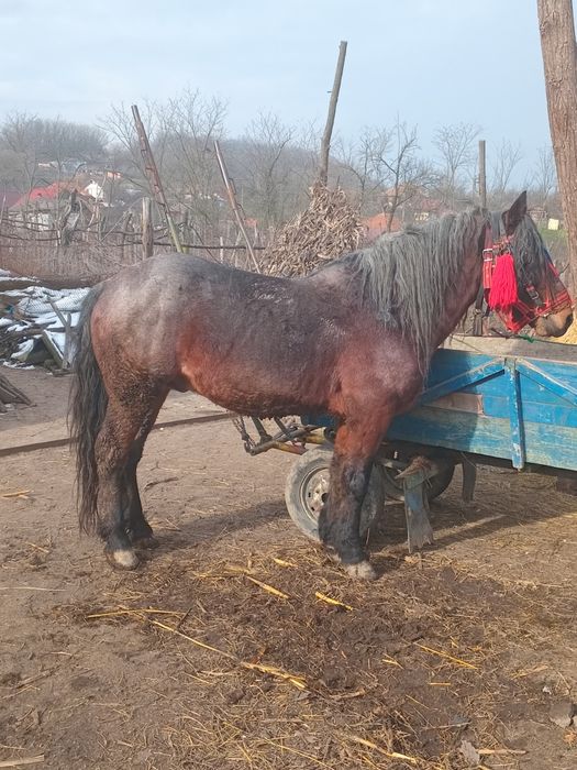 De vanzare sau schimb