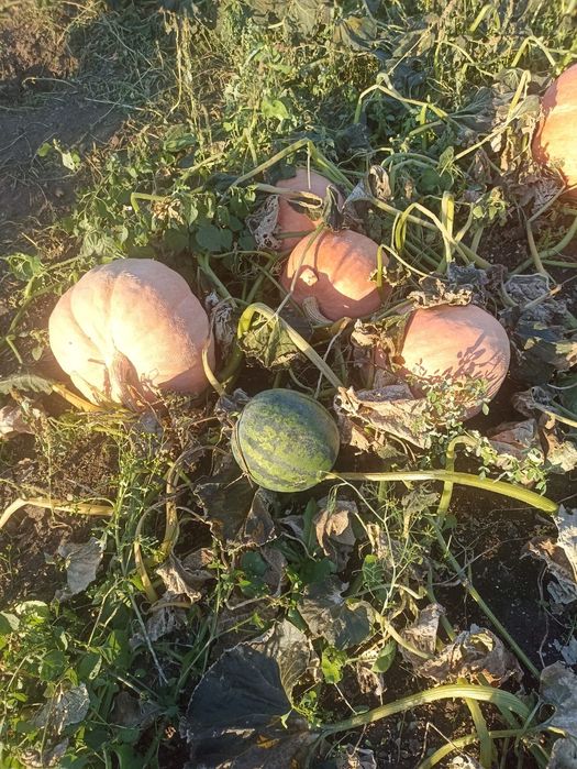 Продаётся дачная  тыква