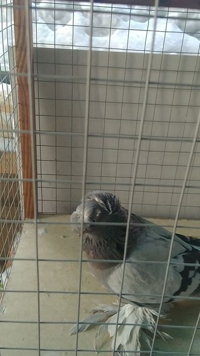 Голуби двухчубые