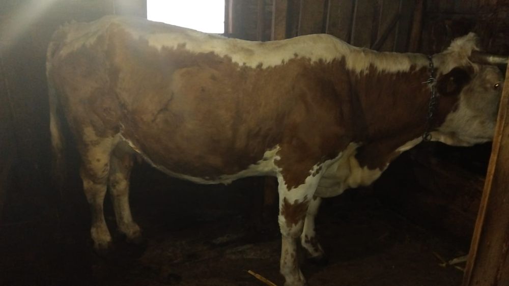 Vând bovină bălțată românească