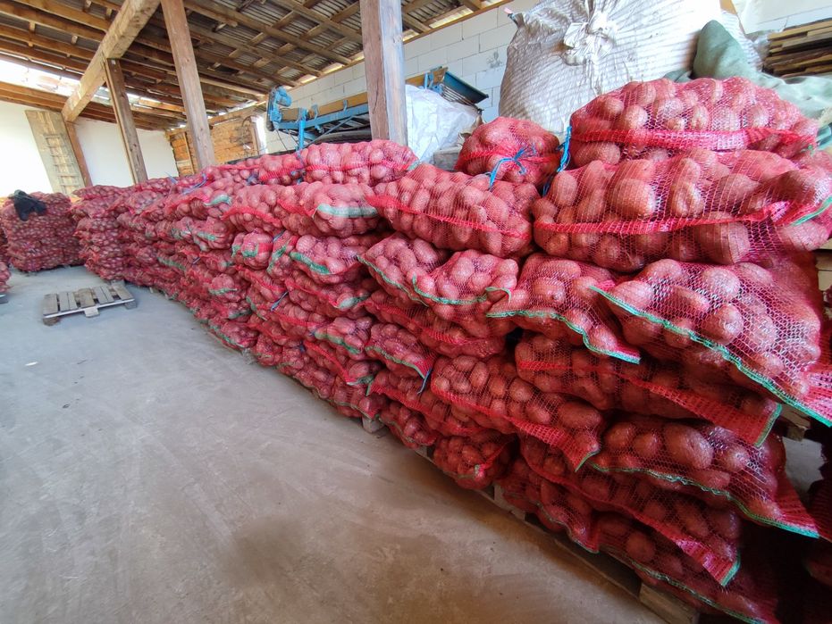 Cartofi de consum alb  Captiva, si rosu sunred egalizat