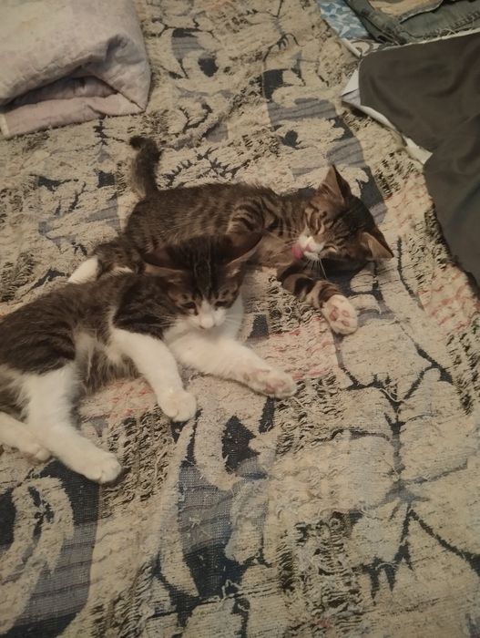 Отдам котят мальчики