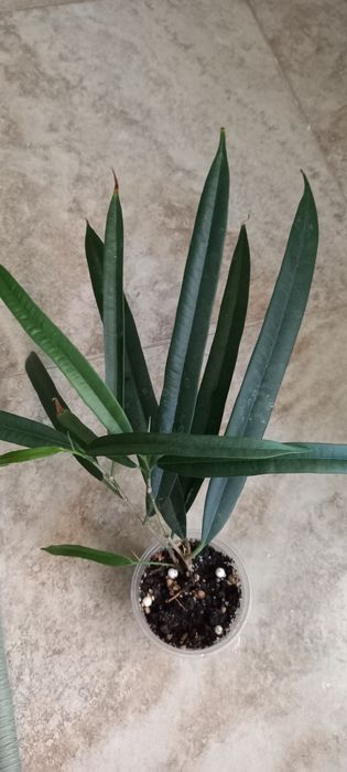 Фикус Али  продам