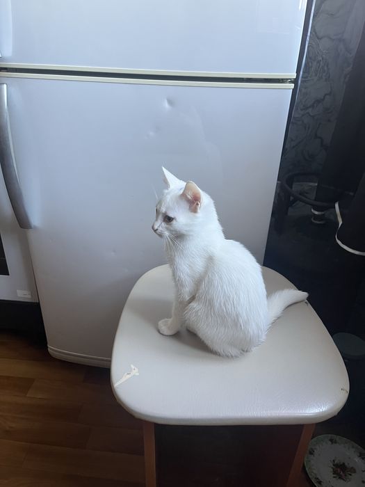Отдам котят в хорошие руки