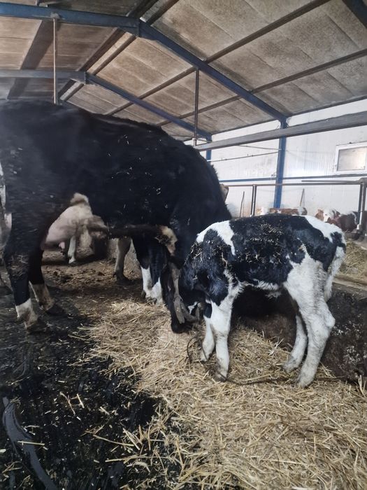 Vând vitea de o saptamana