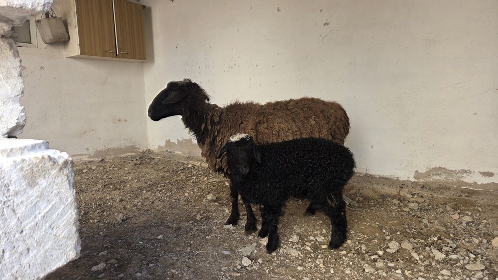 Козылы кой сатылад