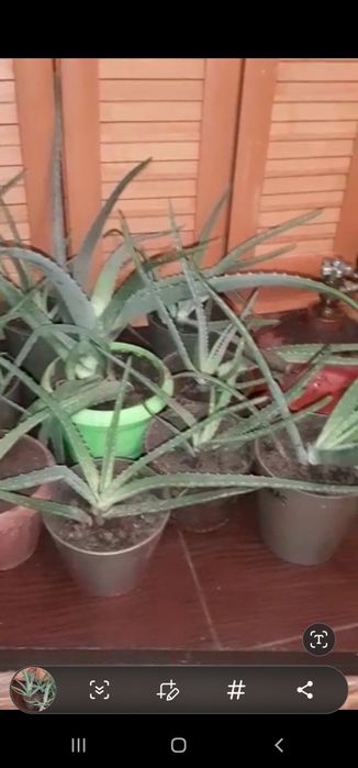 Продам алое вера лечебная.