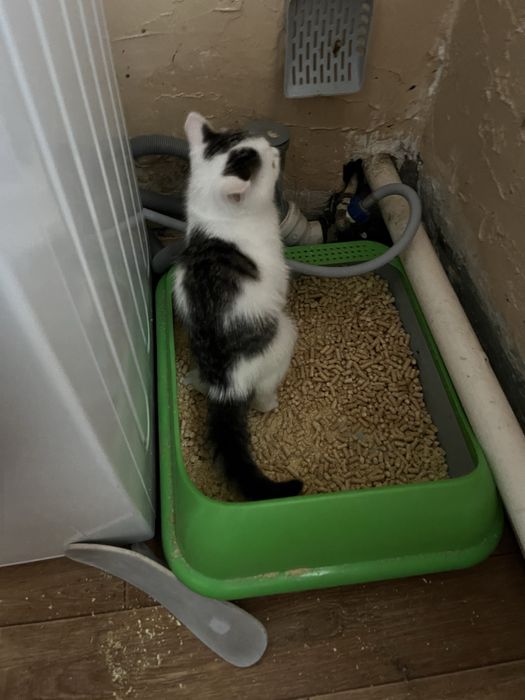 Чудесная кошечка