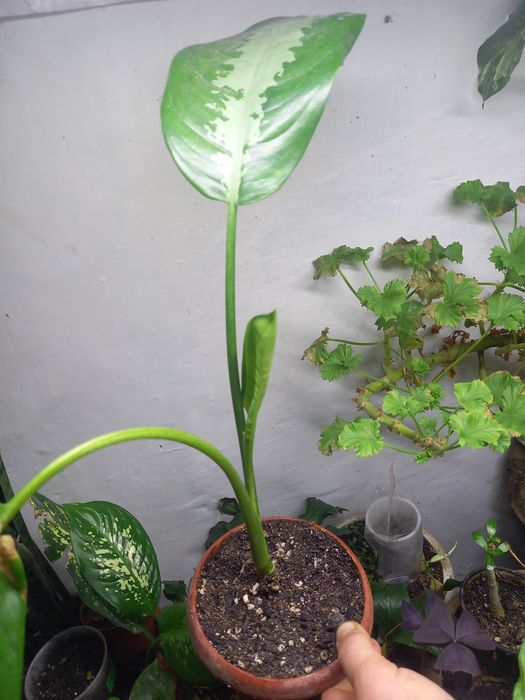 Продам комнатные растения