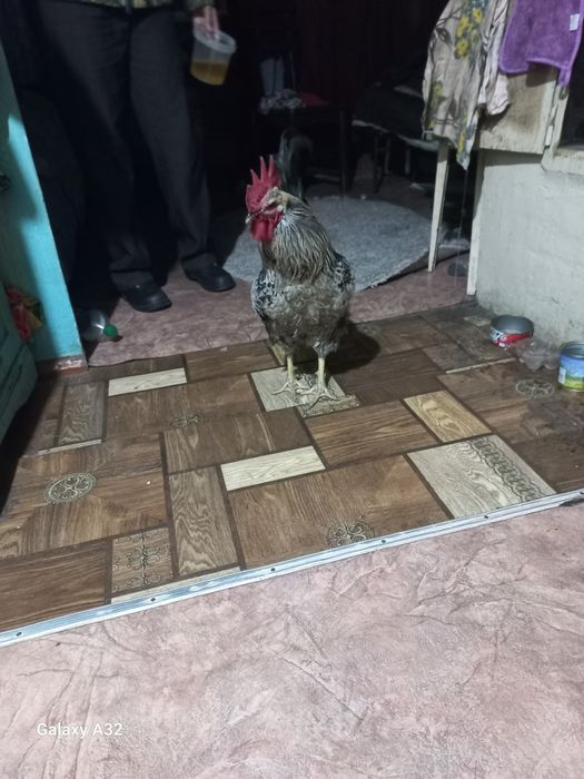 Продам петуха породистого