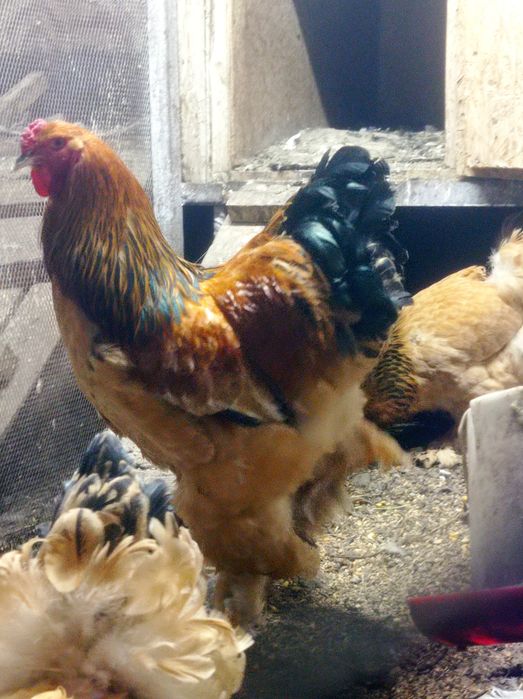 Инкубационные яйца палевых брам