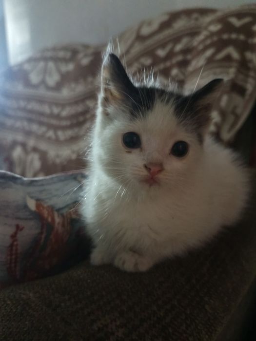 Котенок в добрые руки