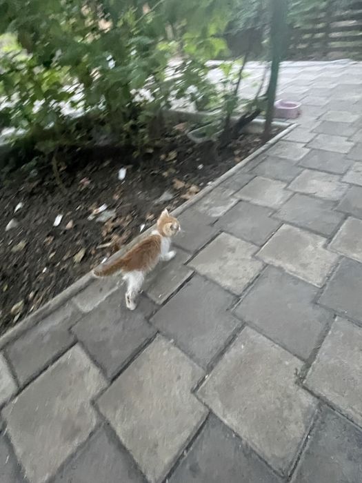 Trei ghemotoace de aproape două luni își caută omul în București!
