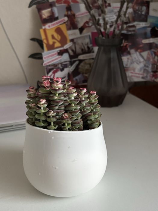 Крассула rupestris (Crassula rupestris)