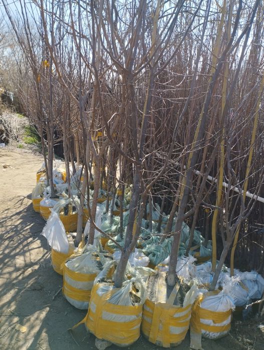 Mevali kochatlar 2,3,4 yоshar kochatlar