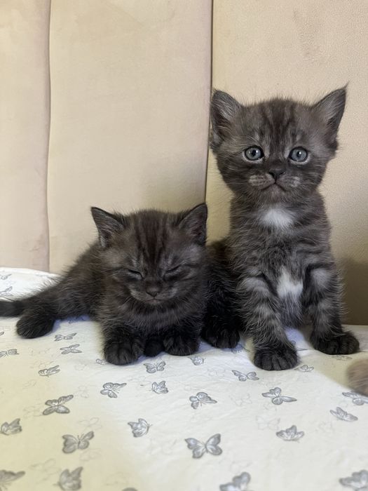 Котята 2 мальчика