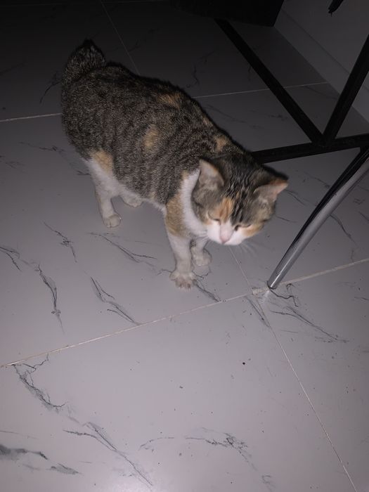 Пристрамваетя кошка