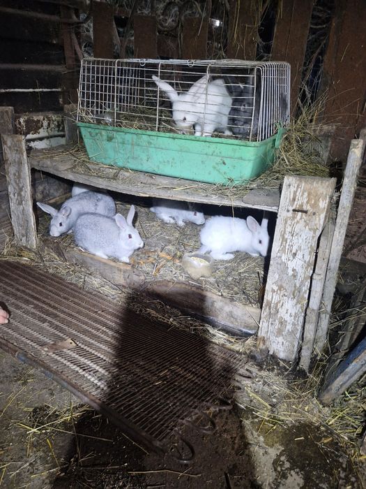 Продаем кроликов