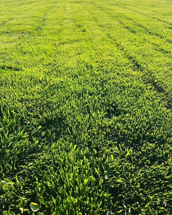 Газоны рулонные Дания.³³. Ландшафтный дизайн