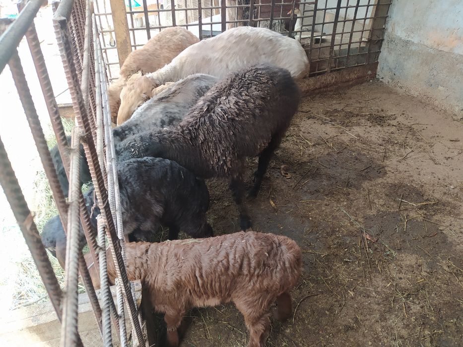 Козылык койлар сатылады