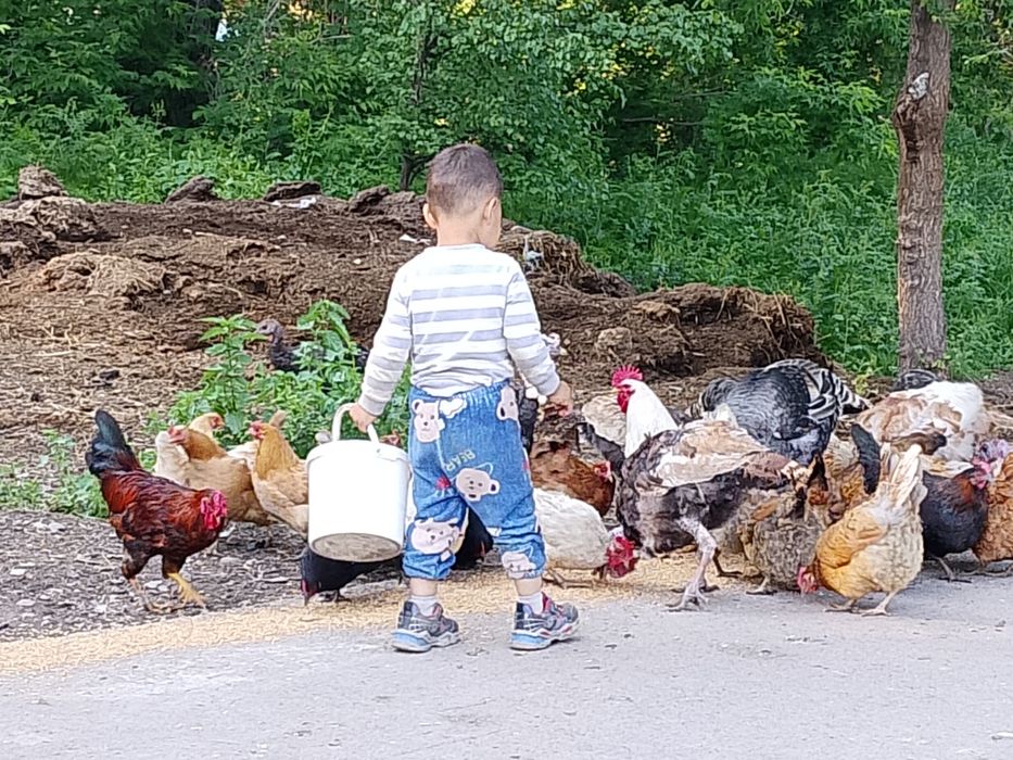 Продам домашних куры