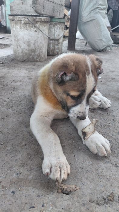 Кушык сатылады , Продается Щенок