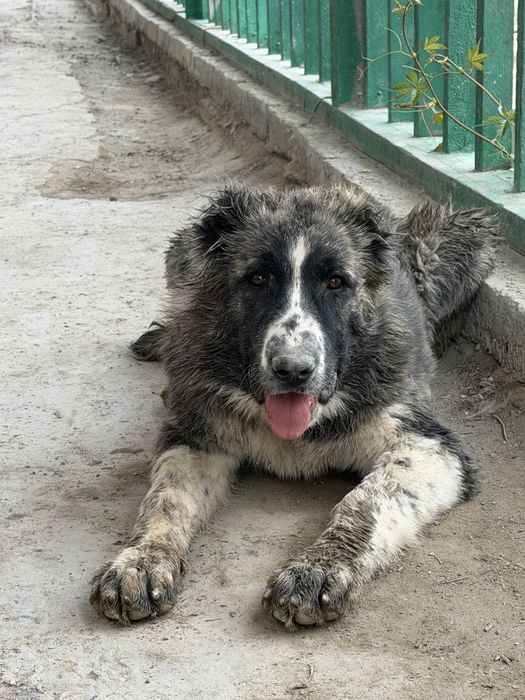Төбет ұрғашы  линия бәрі бар