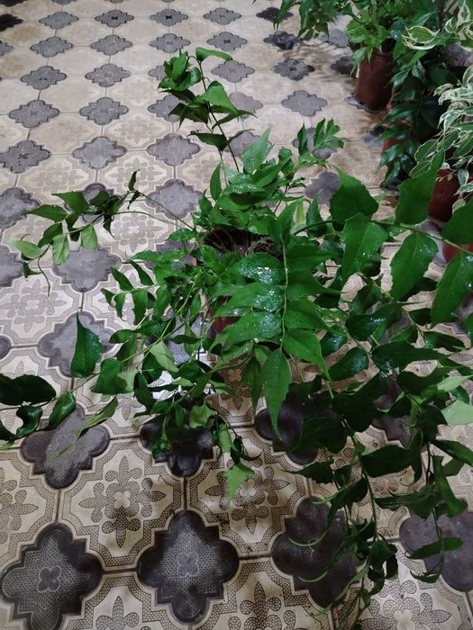 Комнатные цветы, растение, honaki gullar, gul, цветы