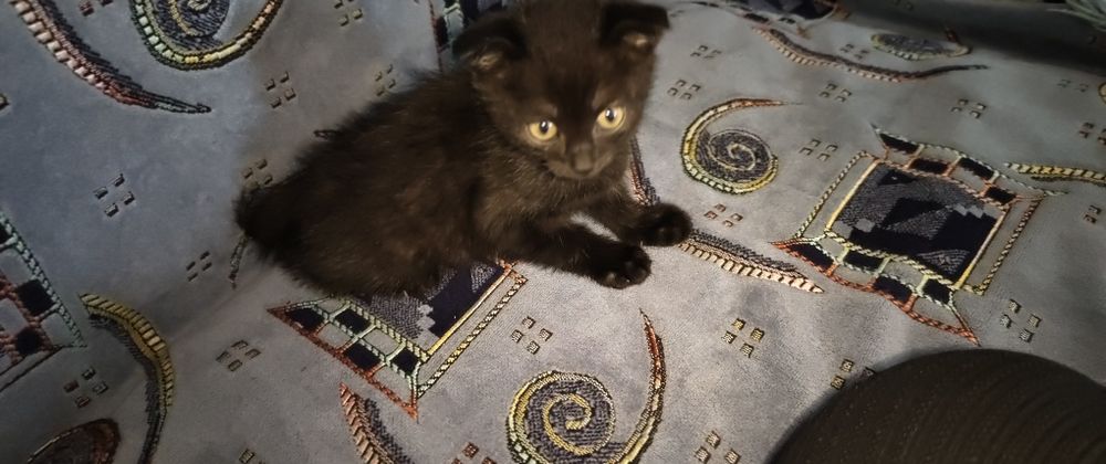 кот мальчик породы скоттиш-фолд,