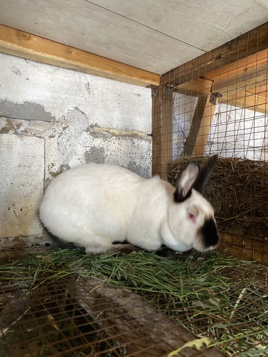 Продаются кролики.