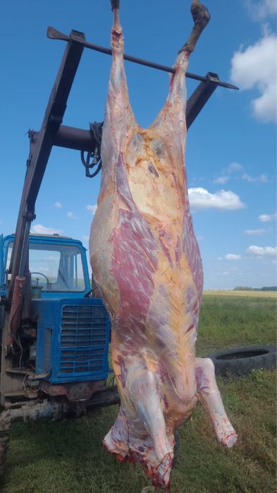 Мясо говодяниа молодняк