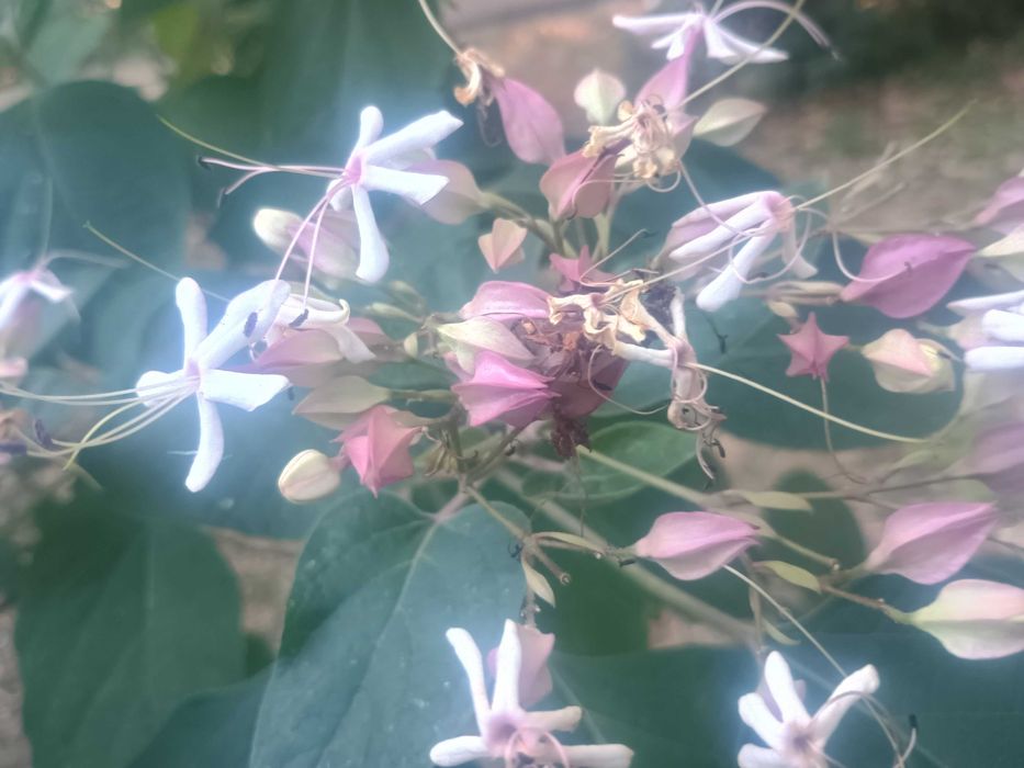 clerodendron tricothomum 0,5-0,7m