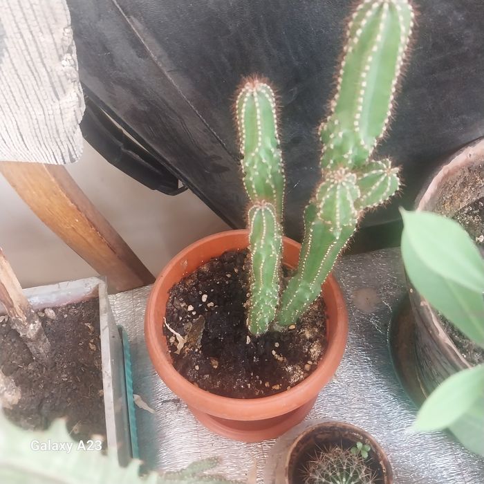 Комнатные цветы кактусы