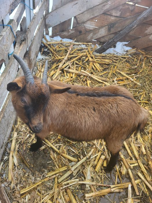 Țap  de vânzare cu genetică bună