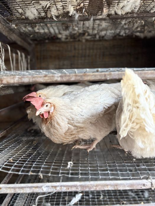 Корал ник несушка