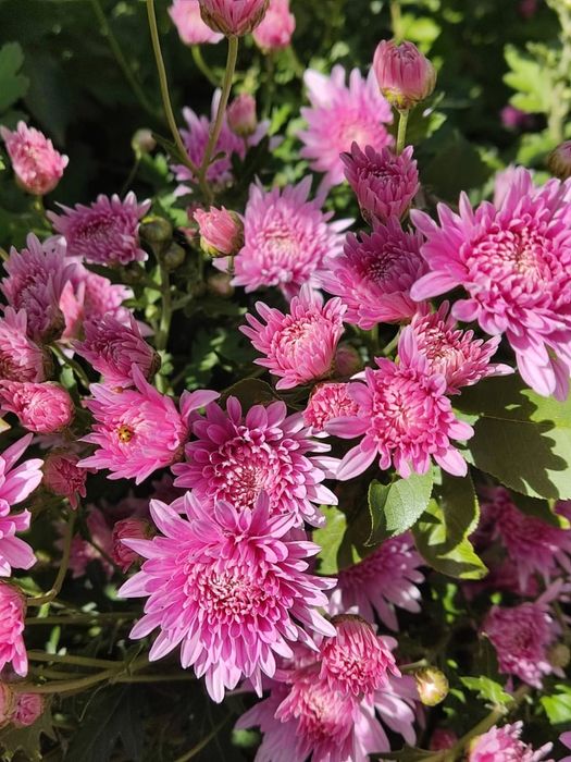 Местные  саженцы