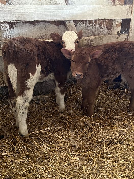 Aduc vitei pe comanda