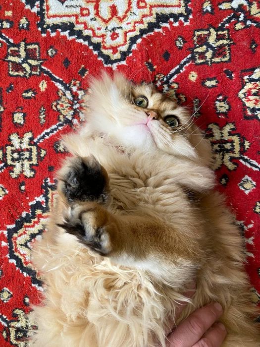 Скоттиш      фолд