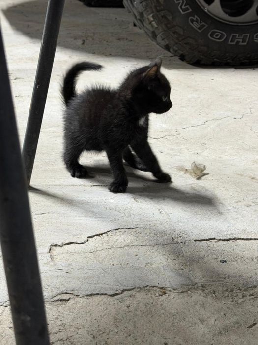 Отдам котенка (мальчика ) в добрые руки