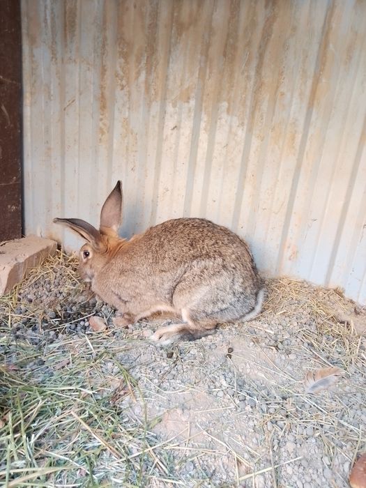 Velikan ona quyon sotiladi