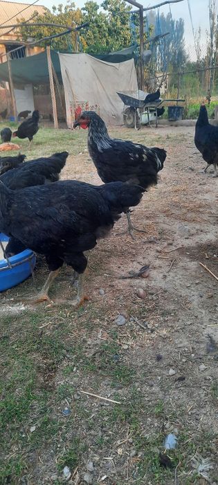 Qorashagzoda va chatishgan jojalar